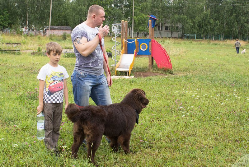 Фото: ньюфаундленд Braunblad MSK Stella Sofi (Браунблад МСК Стелла Софи)