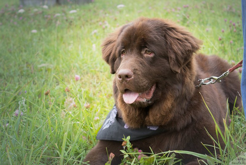 Фото: ньюфаундленд Braunblad MSK Stella Sofi (Браунблад МСК Стелла Софи)