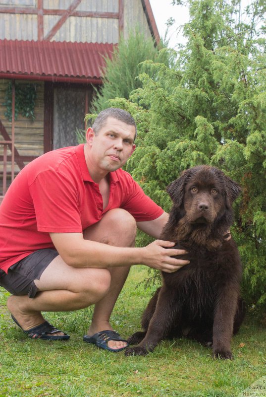 Фото: ньюфаундленд Braunblad MSK Syemmi Less (Браунблад МСК Сэмми Лесс)