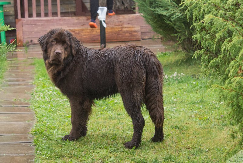 Фото: ньюфаундленд Braunblad MSK Syemmi Less (Браунблад МСК Сэмми Лесс)
