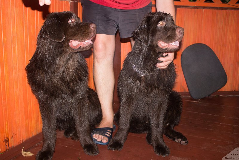 Фото: ньюфаундленд Braunblad MSK Syemmi Less (Браунблад МСК Сэмми Лесс), ньюфаундленд Braunblad MSK Stella Sofi (Браунблад МСК Стелла Софи)