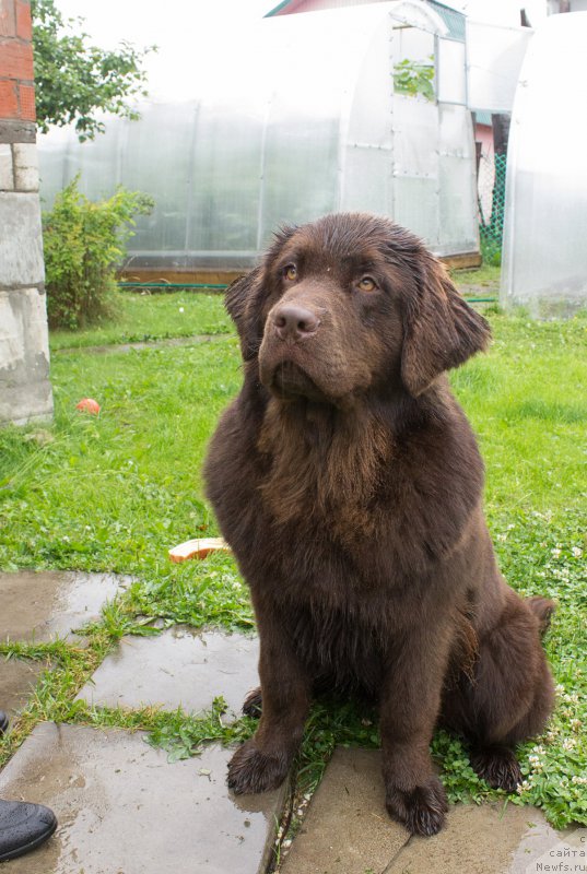 Фото: ньюфаундленд Braunblad MSK Syemmi Less (Браунблад МСК Сэмми Лесс)