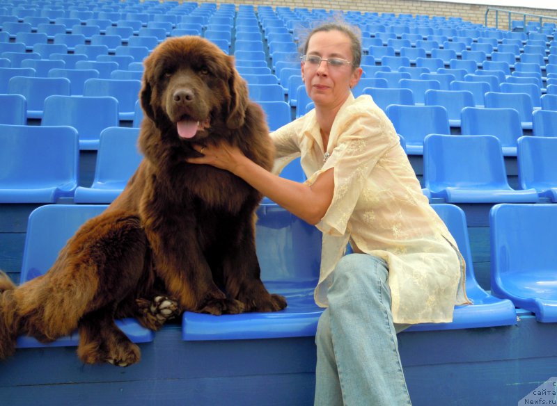 Фото: ньюфаундленд Al'fa Dar Oksa Vezun'ya (Альфа Дар Окса Везунья), Oksana Volkova (Оксана Волкова)