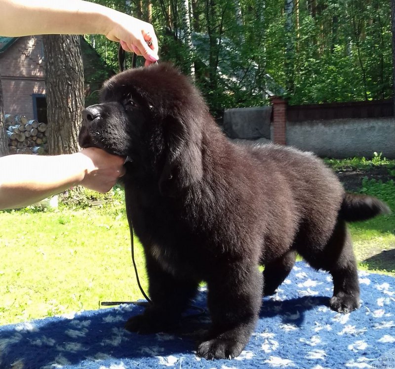 Фото: ньюфаундленд Super Premium Car' Baloven' (Супер Премиум Царь Баловень)