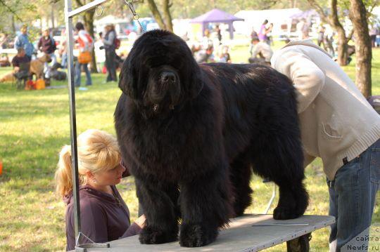 Фото: ньюфаундленд King of Helluland Viking