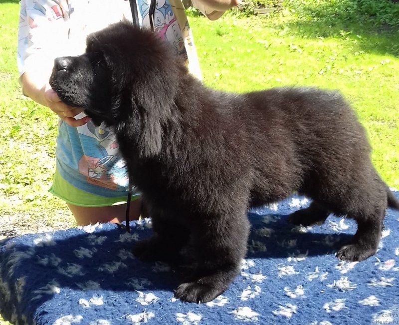 Фото: ньюфаундленд Super Premium Car' Baloven' (Супер Премиум Царь Баловень)