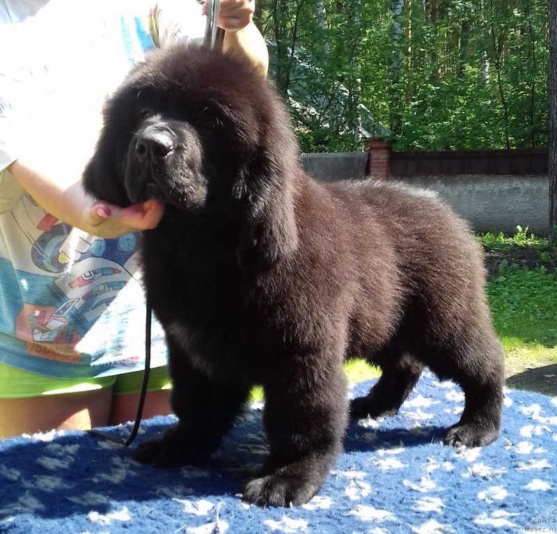 Фото: ньюфаундленд Super Premium Car' Baloven' (Супер Премиум Царь Баловень)