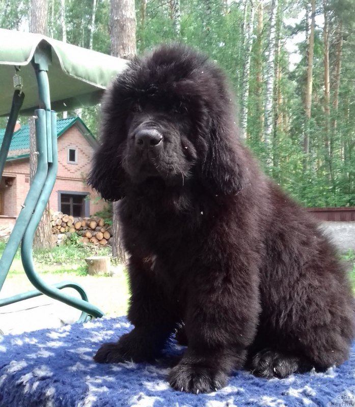 Фото: ньюфаундленд Super Premium Cirius (Супер Премиум Цириус)