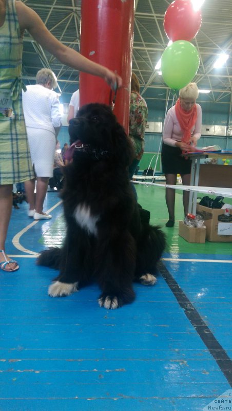 Фото: ньюфаундленд Super Premium Sofiya (Супер Премиум София)