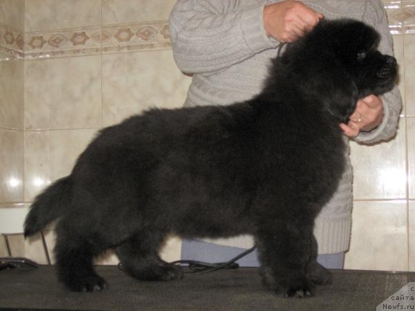 Фото: ньюфаундленд Mitrofan s Berega Dona (Митрофан с Берега Дона)