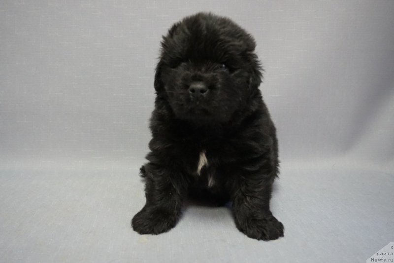 Фото: ньюфаундленд Dynastic Branch Yandex Hapiness (Династик Брэнч Яндекс Хапинесс)