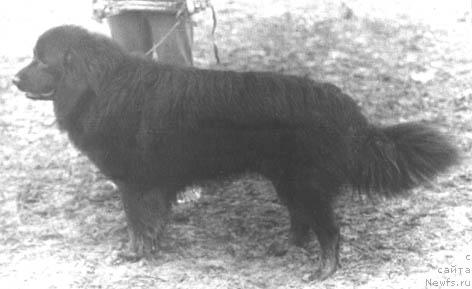 Фото: ньюфаундленд Graf Gerd Stef (Граф Герд Стеф)