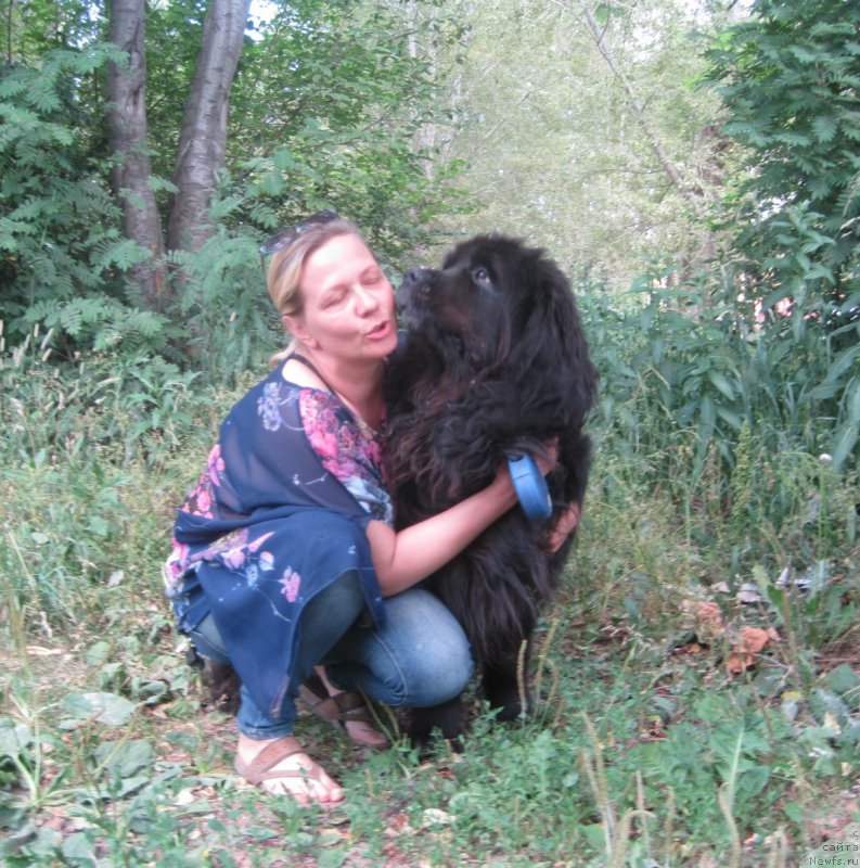 Фото: ньюфаундленд Beretta (Беретта), Lena Zyirina (Лена Зырина)