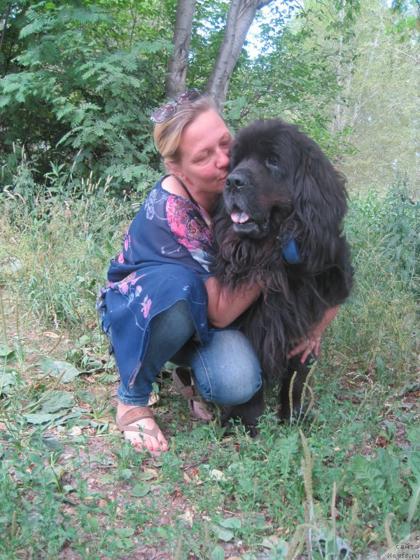 Фото: ньюфаундленд Beretta (Беретта), Lena Zyirina (Лена Зырина)