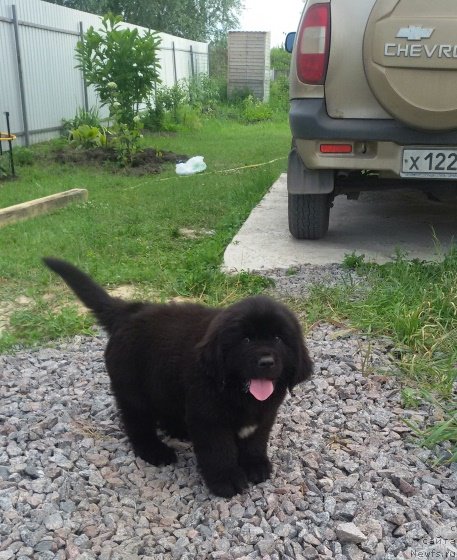 Фото: ньюфаундленд Terra Viktoriya Vinni Plyush (Терра Виктория Винни Плюш)
