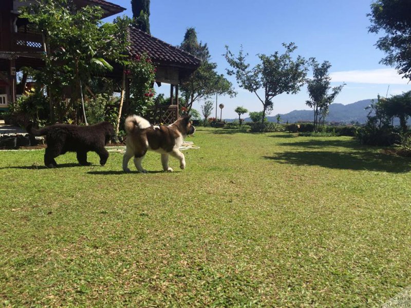 Фото: ньюфаундленд Terra Viktoriya Bulava Bogatyirya (Терра Виктория Булава Богатыря)