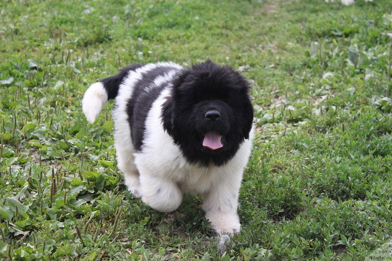 Фотография № 210134