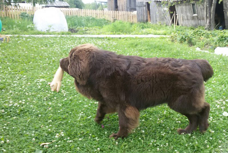 Фото: ньюфаундленд Braunblad MSK Sidni Svitin Sanlayt (Браунблад МСК Сидни Свитин Санлайт)