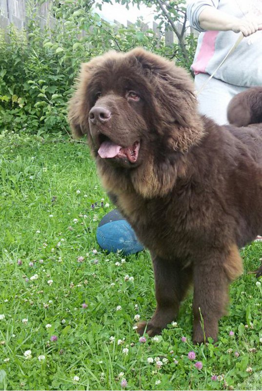 Фото: ньюфаундленд Braunblad MSK Sidni Svitin Sanlayt (Браунблад МСК Сидни Свитин Санлайт)