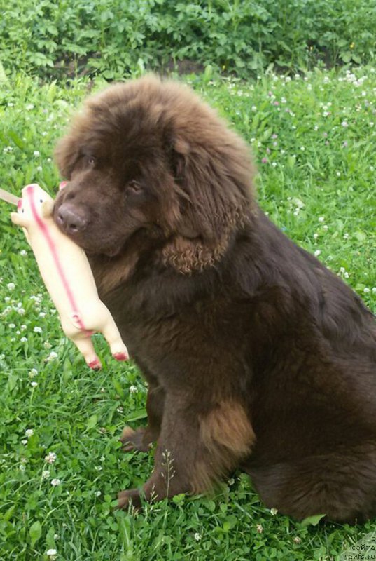 Фото: ньюфаундленд Braunblad MSK Sidni Svitin Sanlayt (Браунблад МСК Сидни Свитин Санлайт)