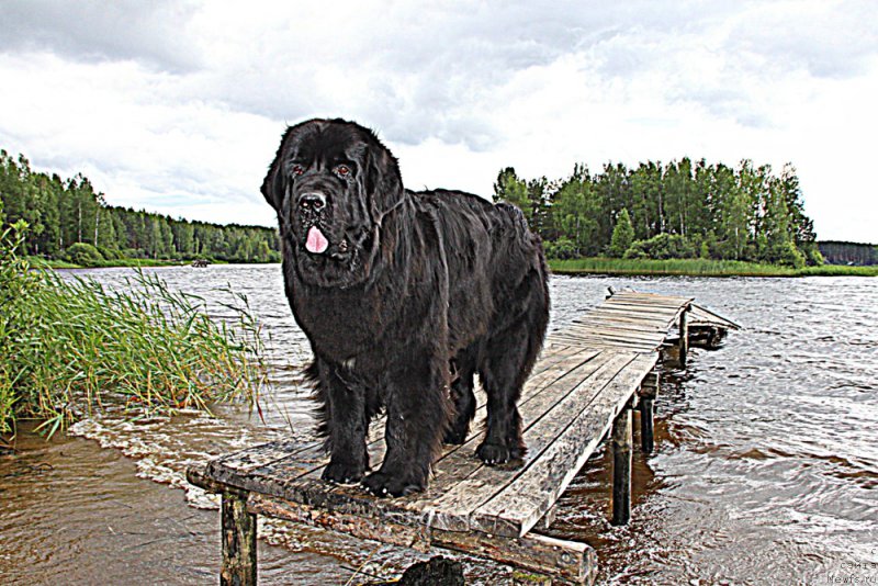 Фото: ньюфаундленд Aquatoriya Kelvin Yauza (Акватория Келвин Яуза)