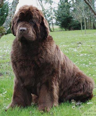 Фото: ньюфаундленд A Halliwells Spell de L'Etoile de Cyrice