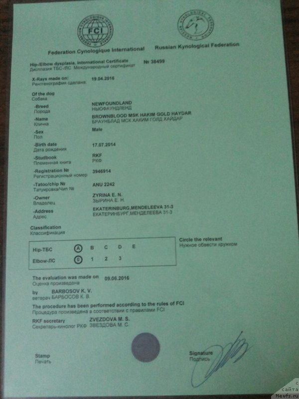 Фото: ньюфаундленд Brownblood MSK Hakim Gold Haydar (Браунблад МСК Хаким Голд Хайдар)