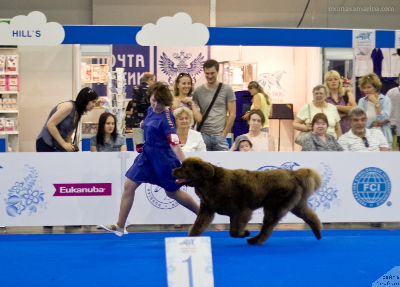 Фото: ньюфаундленд Brownblood MSK Hakim Gold Haydar (Браунблад МСК Хаким Голд Хайдар)
