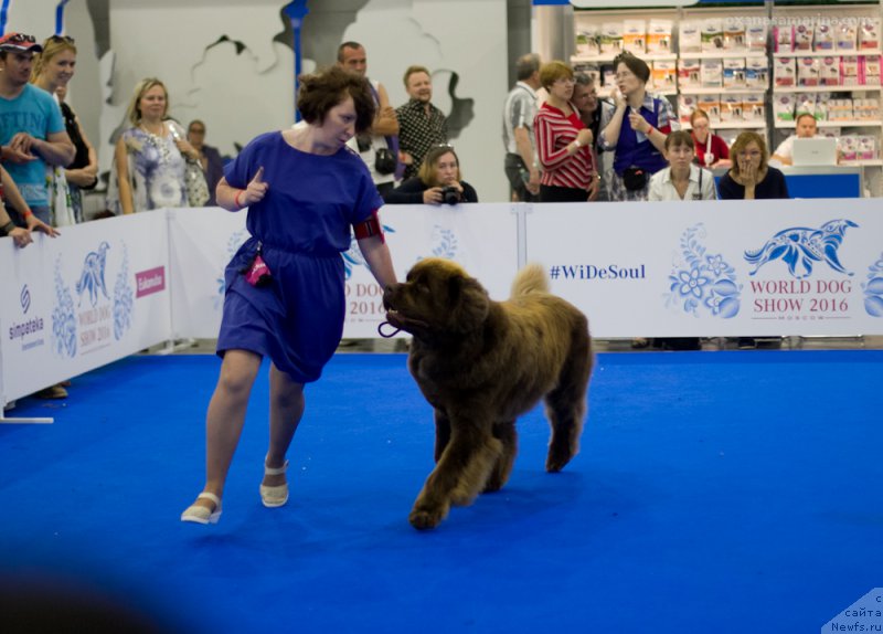 Фото: ньюфаундленд Brownblood MSK Hakim Gold Haydar (Браунблад МСК Хаким Голд Хайдар)