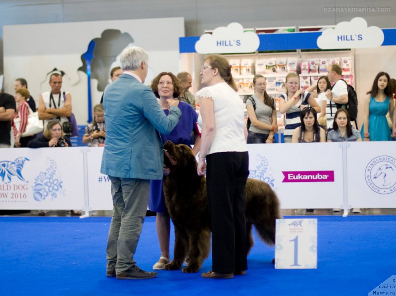 Фото: ньюфаундленд Brownblood MSK Hakim Gold Haydar (Браунблад МСК Хаким Голд Хайдар)