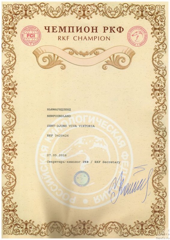 Фото: ньюфаундленд Sent Djons Viva Viktoria (Сент Джонс Вива Виктория)