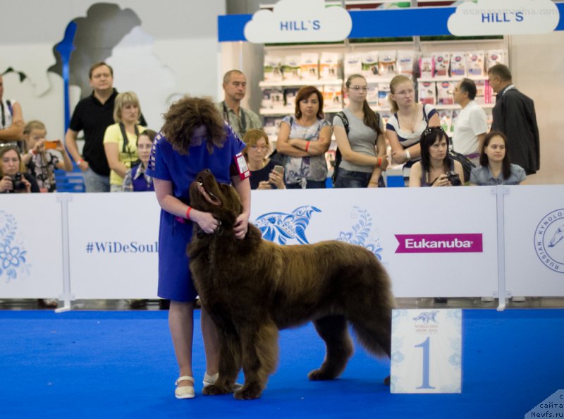 Фото: ньюфаундленд Brownblood MSK Hakim Gold Haydar (Браунблад МСК Хаким Голд Хайдар)