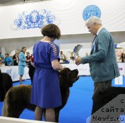 Фото: ньюфаундленд Brownblood MSK Hakim Gold Haydar (Браунблад МСК Хаким Голд Хайдар)