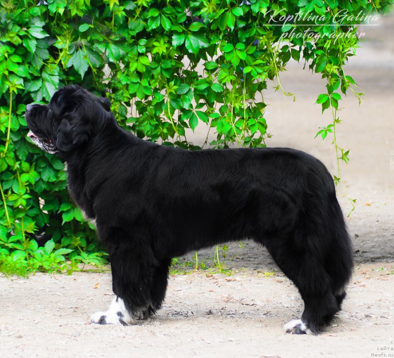 Фото: ньюфаундленд Akvian Song Ledi In Blyek (Аквиан Сонг Леди Ин Блэк)
