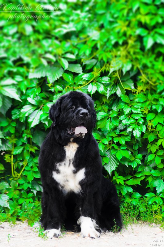 Фото: ньюфаундленд Akvian Song Ledi In Blyek (Аквиан Сонг Леди Ин Блэк)