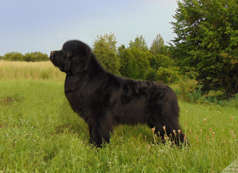 Фото: ньюфаундленд Angel Khranitel Vilmar