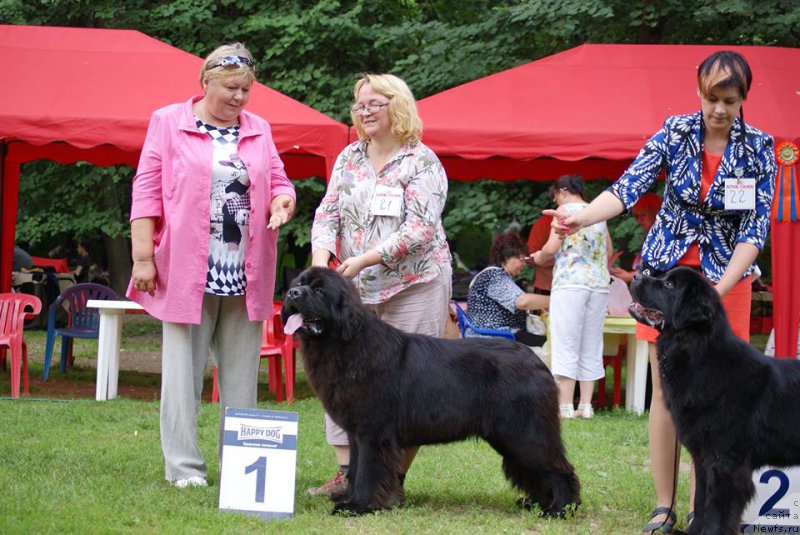 Фото: ньюфаундленд Smigar Yungfrau Yuliana (Смигар Юнгфрау Юлиана)
