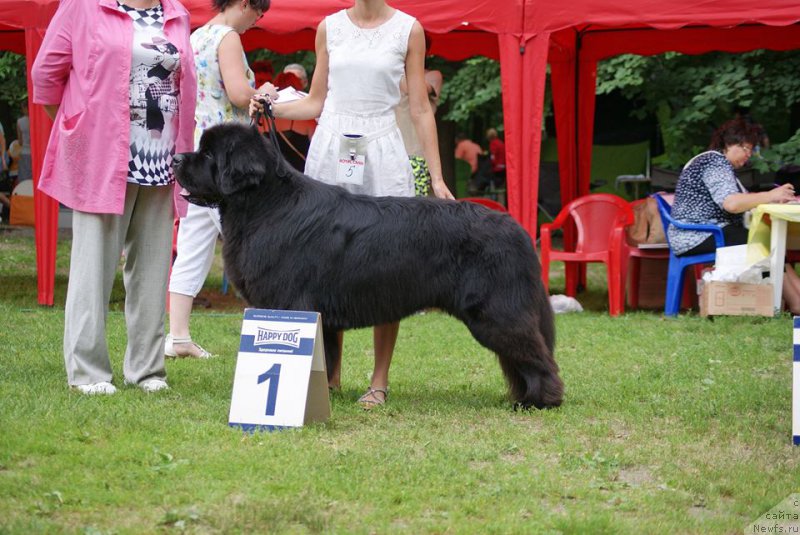Фото: ньюфаундленд Ih Visochestvo Bishop Karl (Их Высочество Бишоп Карл)