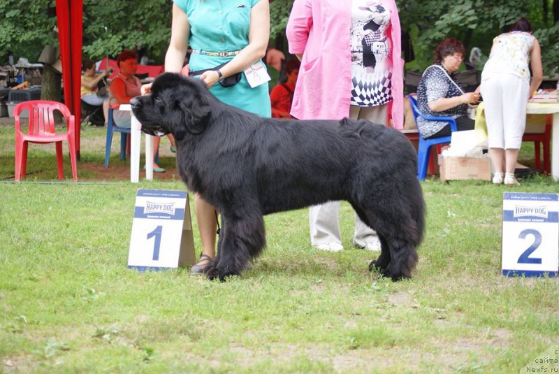 Фото: ньюфаундленд Beguschaya po Volnam CHicharitto (Бегущая по Волнам Чичаритто)