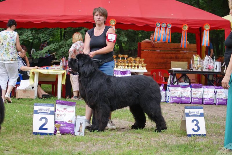 Фото: ньюфаундленд Myelman SHerstistyiy Mamont (Мэлман Шерстистый Мамонт)
