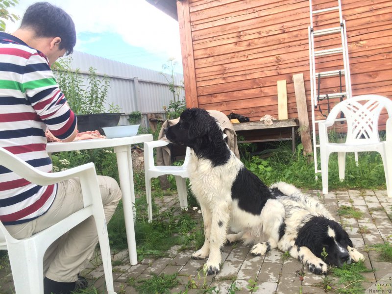 Фото: ньюфаундленд Bendjamin ot Karel'skih Medvedey (Бенджамин от Карельских Медведей), ньюфаундленд Bering ot Karel'skih Medvedey (Беринг от Карельских Медведей)