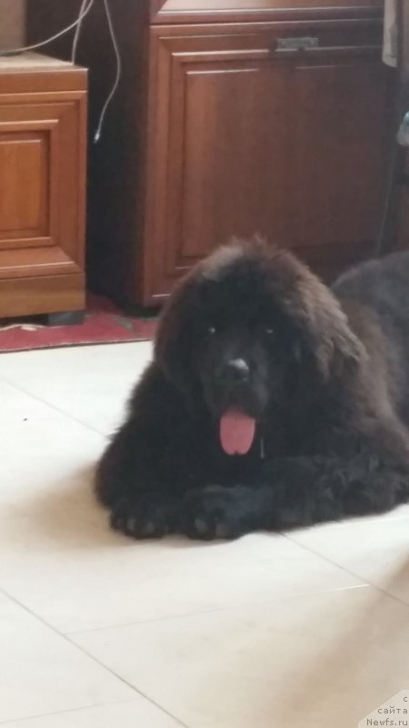 Фото: ньюфаундленд Saturn Van Hel'sing (Сатурн Ван Хельсинг)