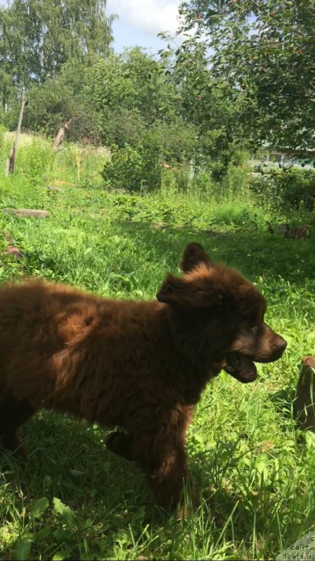 Фото: ньюфаундленд Braunblad MSK B'yart Archibal'd (Браунблад МСК Бьярт Арчибальд)