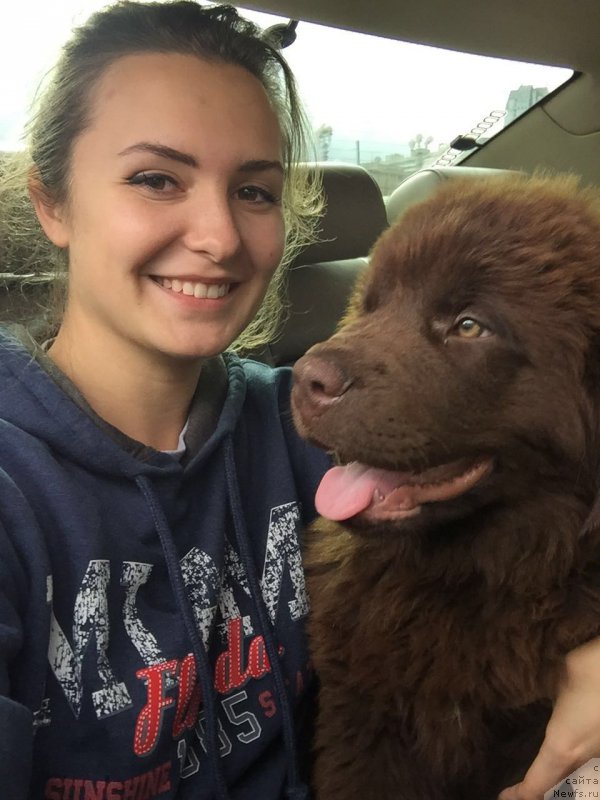 Фото: ньюфаундленд Braunblad MSK B'yart Archibal'd (Браунблад МСК Бьярт Арчибальд)