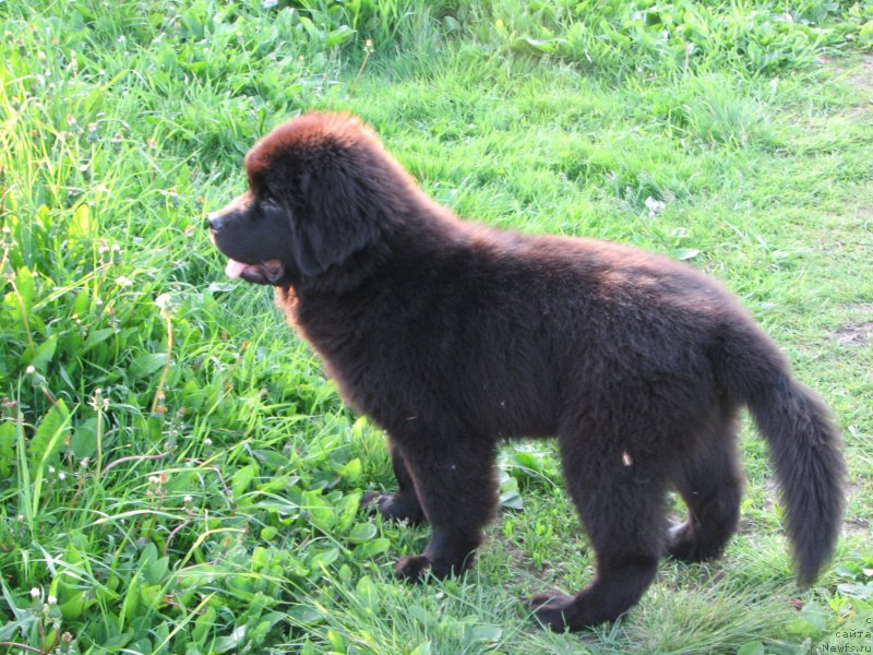 Фото: ньюфаундленд Saif Sozvezdie Oriona (Саиф Созвездие Ориона)