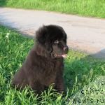 Фото: ньюфаундленд Saif Sozvezdie Oriona (Саиф Созвездие Ориона)