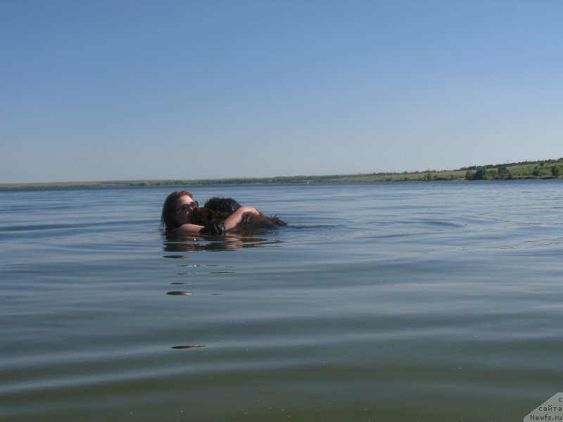 Фото: ньюфаундленд Fakturnyi Frukt s Berega Dona (Фактурный Фрукт с Берега Дона)