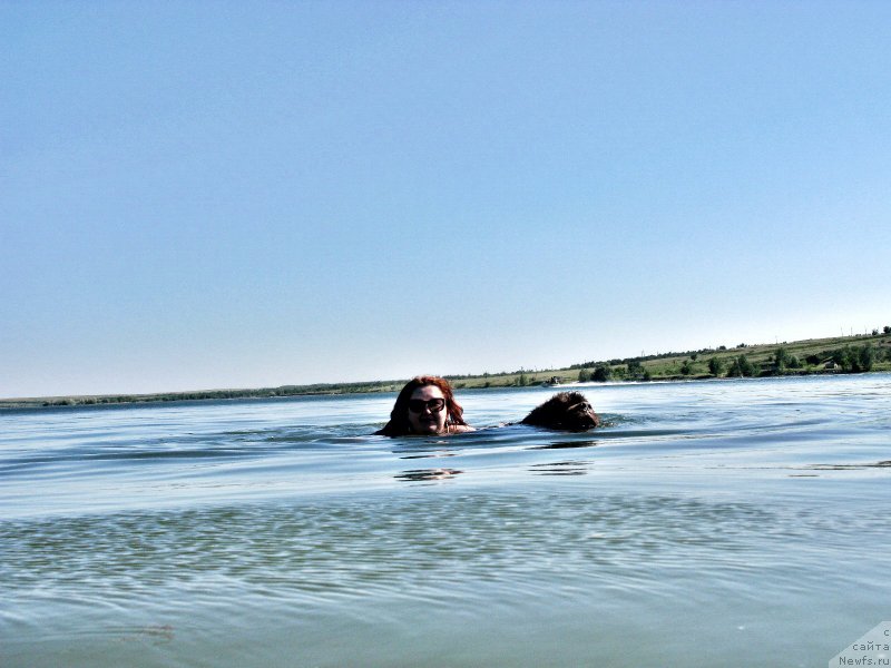 Фото: ньюфаундленд Fakturnyi Frukt s Berega Dona (Фактурный Фрукт с Берега Дона)