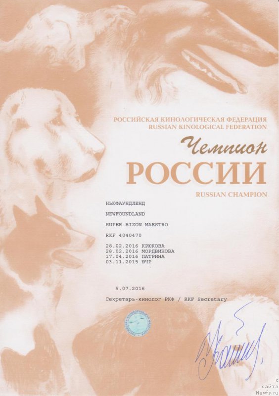 Фото: ньюфаундленд Super Bizon Maestro (Супер Бизон Маэстро)