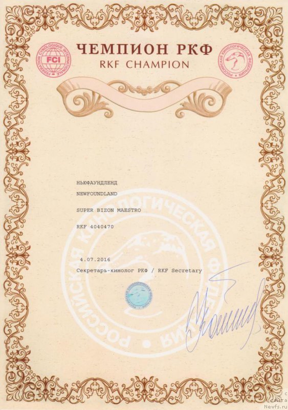 Фото: ньюфаундленд Super Bizon Maestro (Супер Бизон Маэстро)